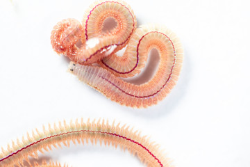 Sand Worm (Perinereis sp.) is the same species as sea worms (Polychaete), Living in a beach area with relatively shallow water levels for education in laboratory.
