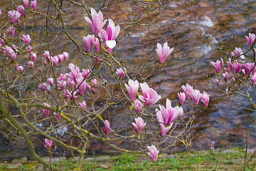 Bl&uuml;hender Magnolienbaum in einem Park, Baden-Baden