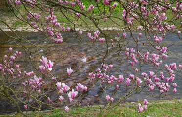 Blühender Magnolienbaum in einem Park, Baden-Baden