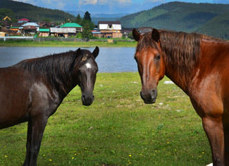 The old Ural village Tirljan. There are horses grazing in the streets.