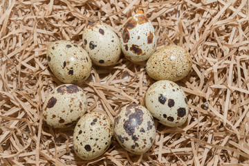 Quail spotted eggs lie on paper strips in the form of hay