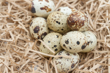 Fototapeta premium Quail spotted eggs lie on paper strips in the form of hay