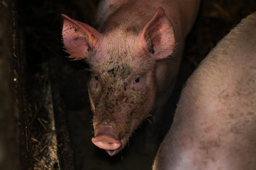 pig in the mud