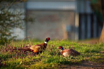 Pheasant birds