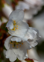 White cherry blossom in springtime