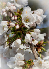 White cherry blossom in springtime