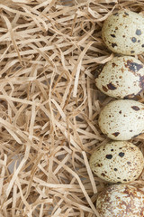 Quail spotted eggs lie on paper strips in the form of hay