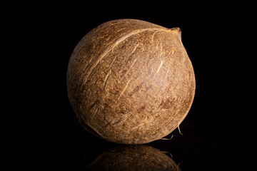 One whole fresh bio coconut isolated on black glass