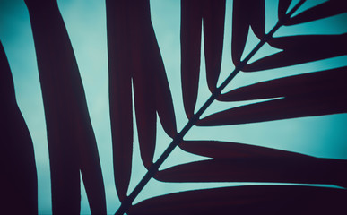 Close up of leaves