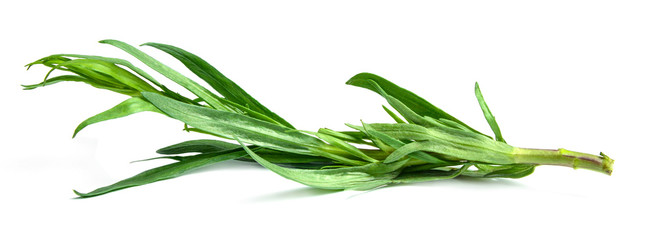 Sprig of fresh tarragon on white isolated background. Side view. Close-up.