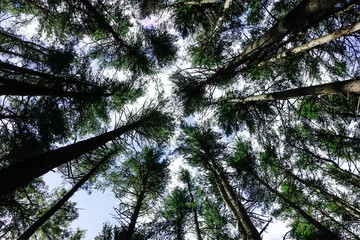 Concord, Massachusetts USA Skyview of  pine forest near Walden pond.