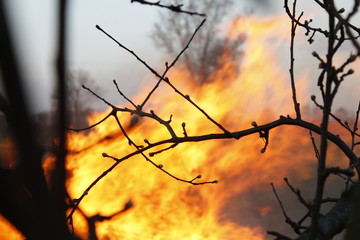 Fire and Trees