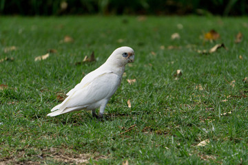 portrait of a cockatoo