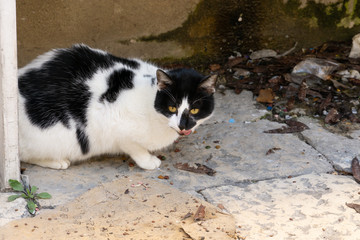 The cat of the Sassi of Matera, the underground city, the ancient town, Basilicata, southern Italy.
