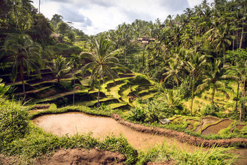 Rice terraces Tegallalang. Rice paddies in Bali. Journey. Bali landscape.