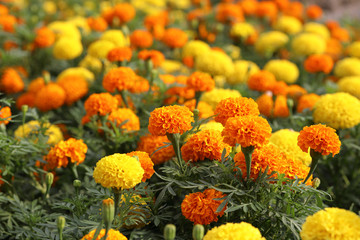 Beautiful Marigold flower in the garden 
