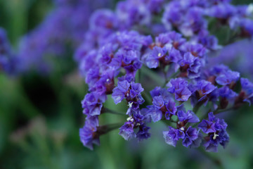 purple flowers in the garden