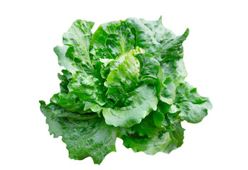Butter head lettuce vegetable for salad on white