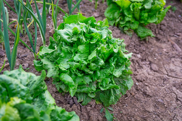 Butter head lettuce vegetable raw for salad in the garden