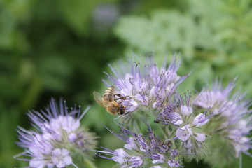 Honeybee on wild flowers