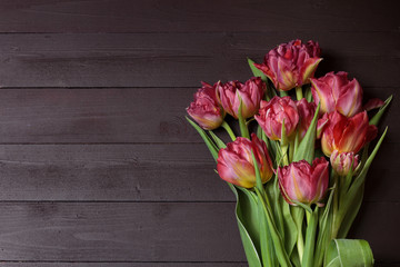 Boquet of red and pink tulips. Floral dark brown background with space for text