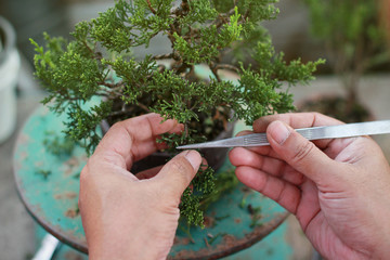 Making of bonsai trees. Handmade accessories wire and scissor bonsai, bonsai tools, stand of bonsai.