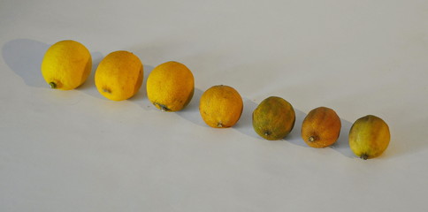 la vie d'un citron