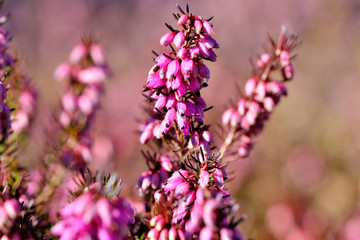  First spring flowers bloom