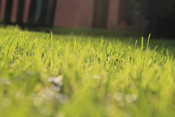 Grass