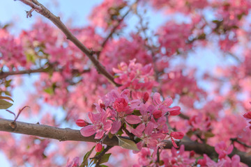 Chinese flowering crab-apple branches season blossom