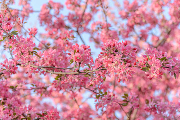 Chinese season blossom branches flowering crab-apple