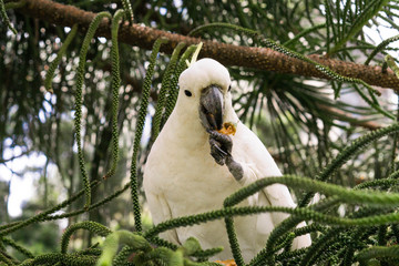 portrait of a cockatoo