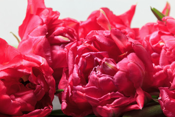 Pink tulips on white background. Wide panoramic floral border