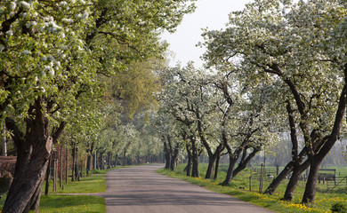 Ruinerwold Dokter Larijweg Drente Netherlands. Flowering Peartrees