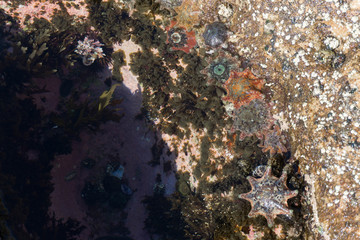 tropical starfish on a reef