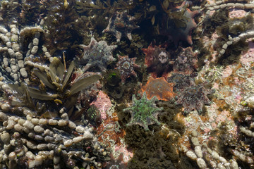 Fototapeta na wymiar tropical starfish on a reef