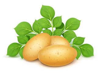 Three potatoes with leaves. Useful vegetable. Vegetarian food ingredient. Agriculture plant. Natural product. Isolated white background. Eps10 vector illustration.