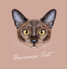 Burmese cat animal cute face. Vector young sable chocolate purebred kitten head portrait. Realistic fur portrait of Asian, American Burma kitty isolated on beige background.