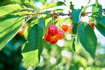 Red sweet juicy cherries hanging on cherry tree branch with green leaves in garden at sunny summer day, copy space. Nature background