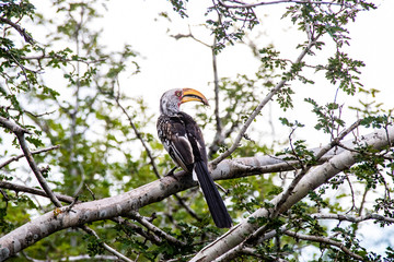Portrait of a yellow-billed hornbill (Tockus flavirostris), South Africa