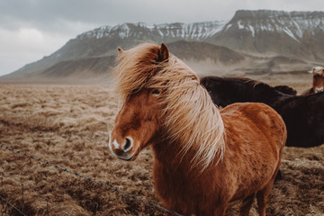 Iceland - Horse