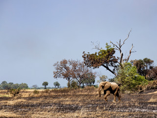 Elephant journey