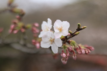 桜