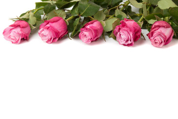 Pink roses isolated on white background