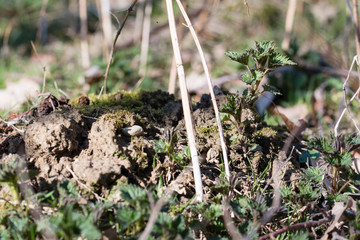 Young nettle growing outdoors.