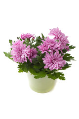 Purple or pink chrysanthemum flowers isolated on white background