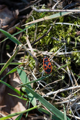 Pyrrhocoris apterus - insects with red bushes and black dots.