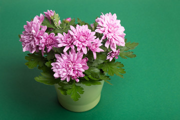 Purple chrysanthemum flowers on green paper background