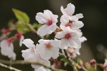桜