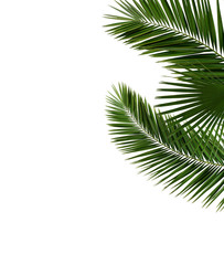 Palm tree leaves close-up isolated on white background, nature concept template mock-up